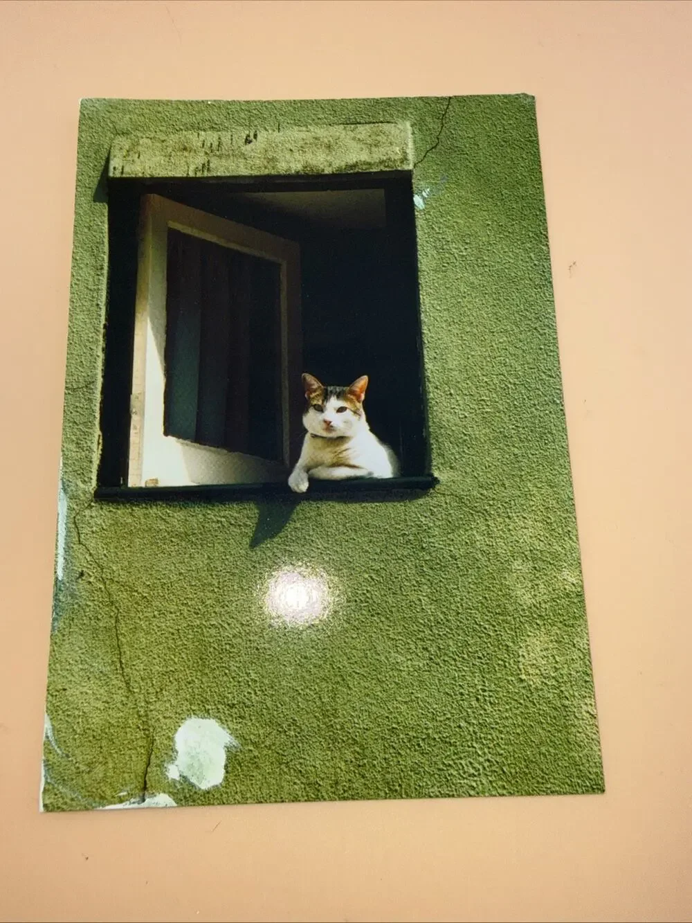 Vintage Postcard Portugal 2006 Cat In A Window Posted